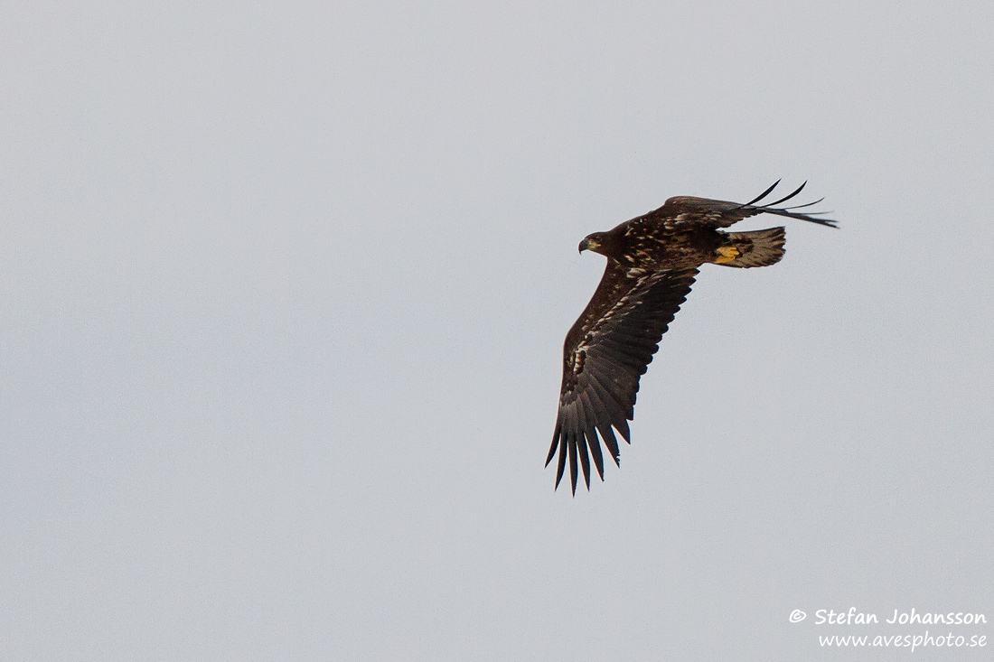 Havsrn / White-tailed Eagle Haliaeetus albicilla 