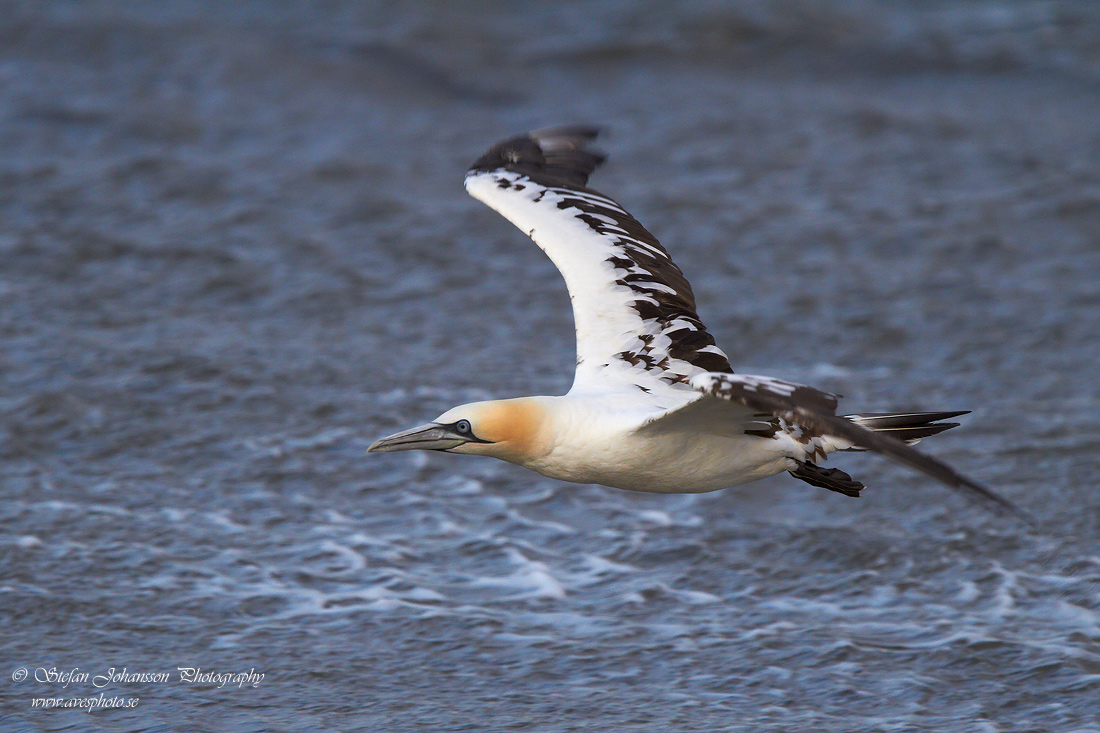 Havssula / Gannet Morus bassanus