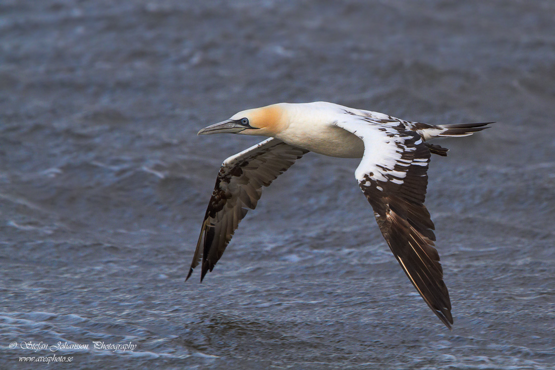 Havssula / Gannet Morus bassanus