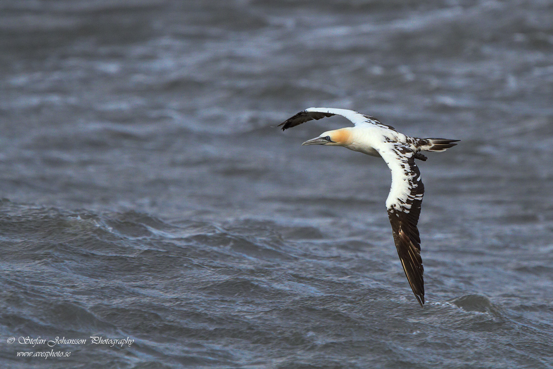 Havssula / Gannet Morus bassanus