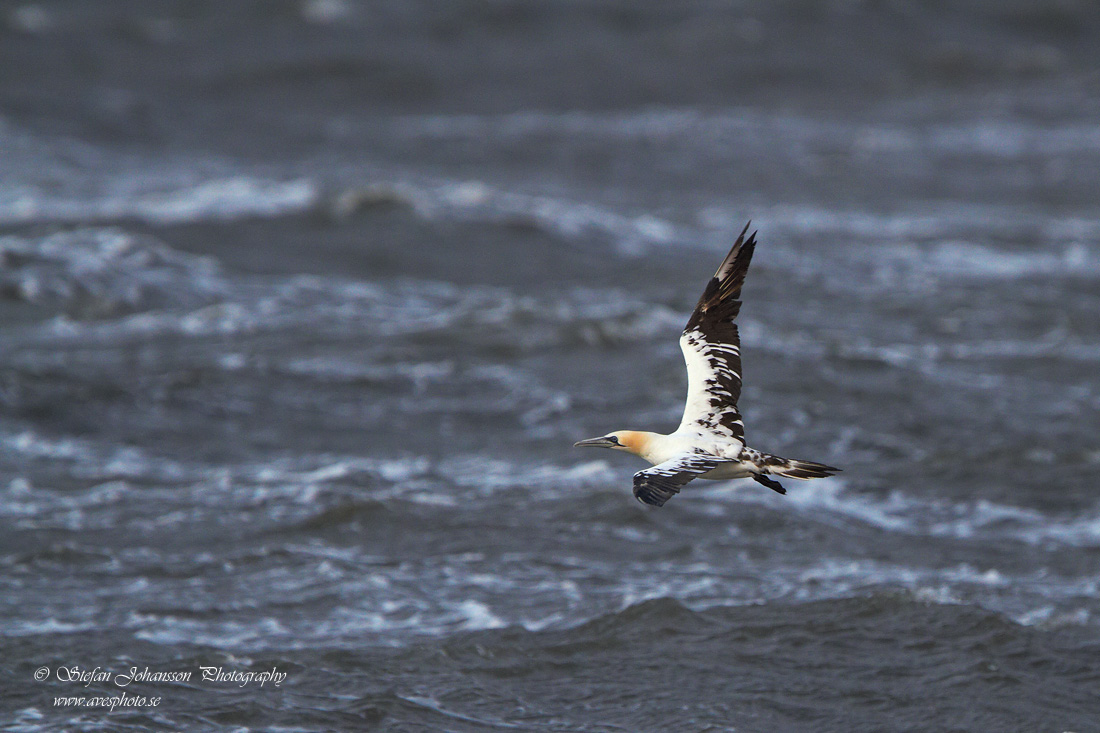 Havssula / Gannet Morus bassanus