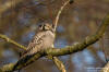 Hkuggla / Hawk Owl Surnia ulula 