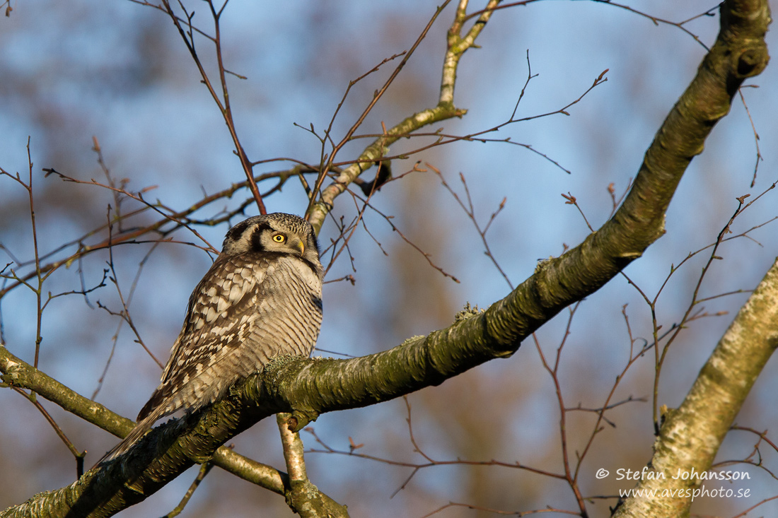 Hkuggla / Hawk Owl Surnia ulula 