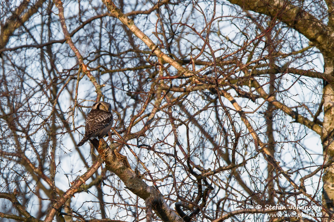 Hkuggla / Hawk Owl Surnia ulula 