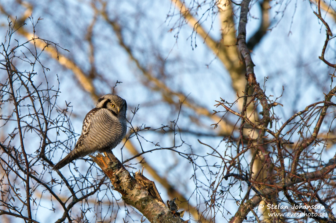 Hkuggla / Hawk Owl Surnia ulula 