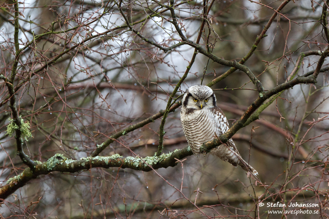 Hkuggla / Hawk Owl Surnia ulula 