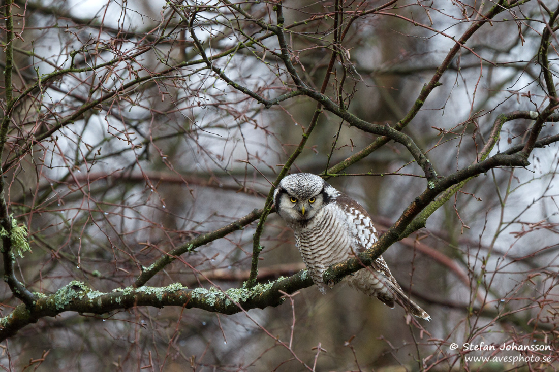 Hkuggla / Hawk Owl Surnia ulula 