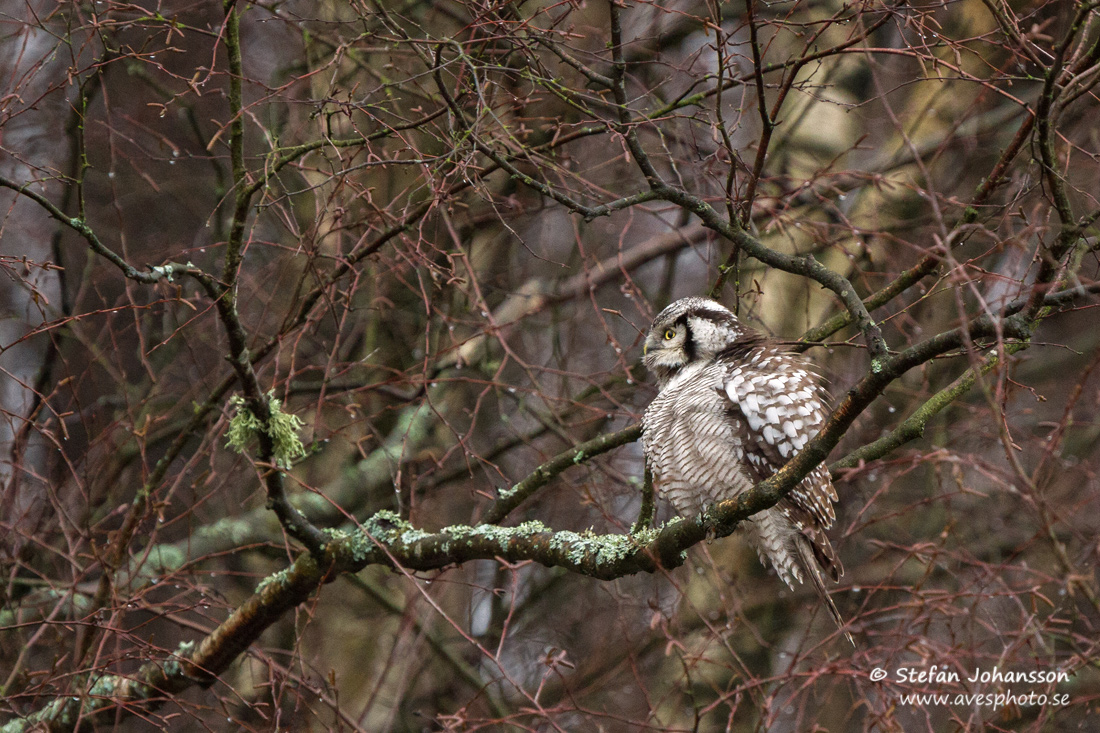 Hkuggla / Hawk Owl Surnia ulula 