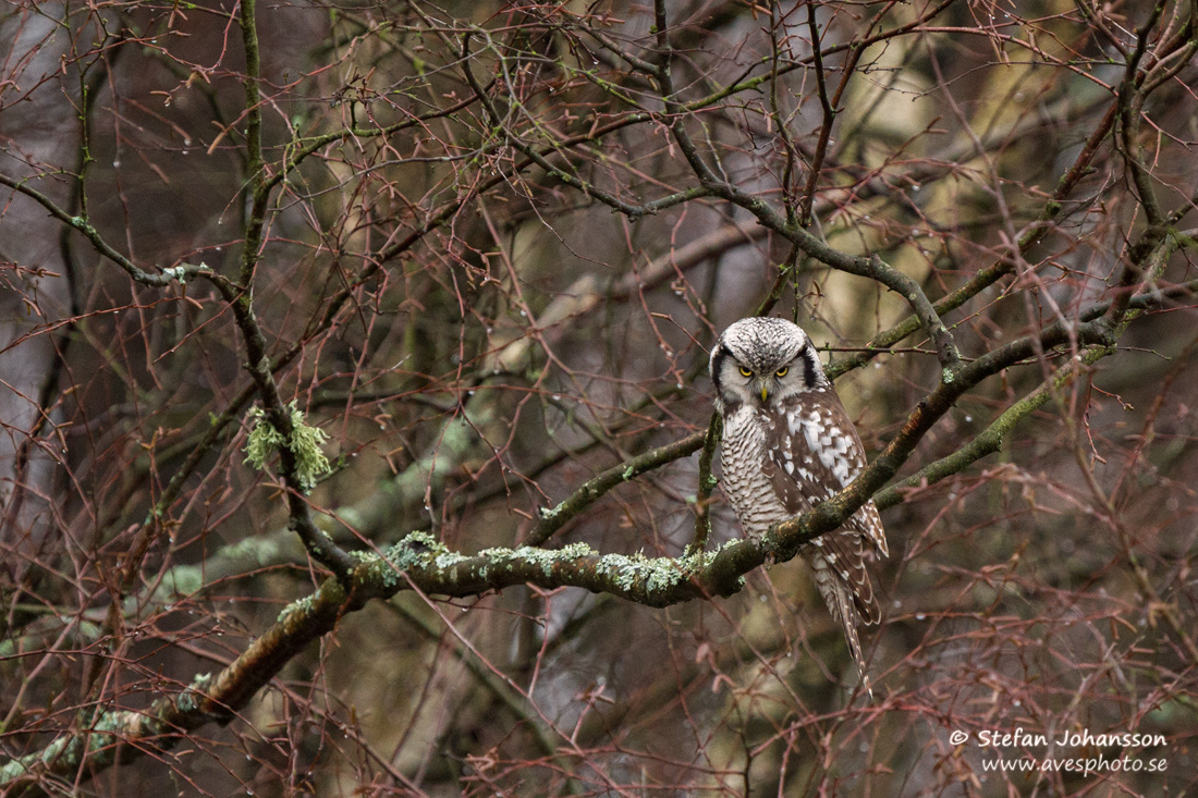 Hkuggla / Hawk Owl Surnia ulula 