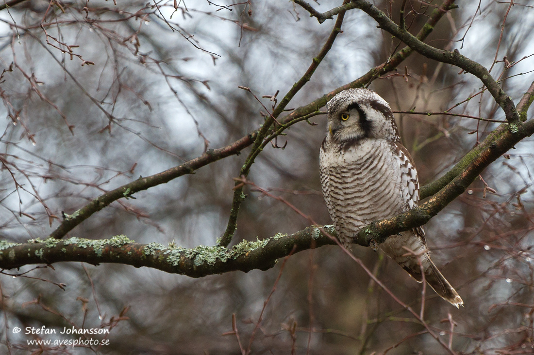 Hkuggla / Hawk Owl Surnia ulula 