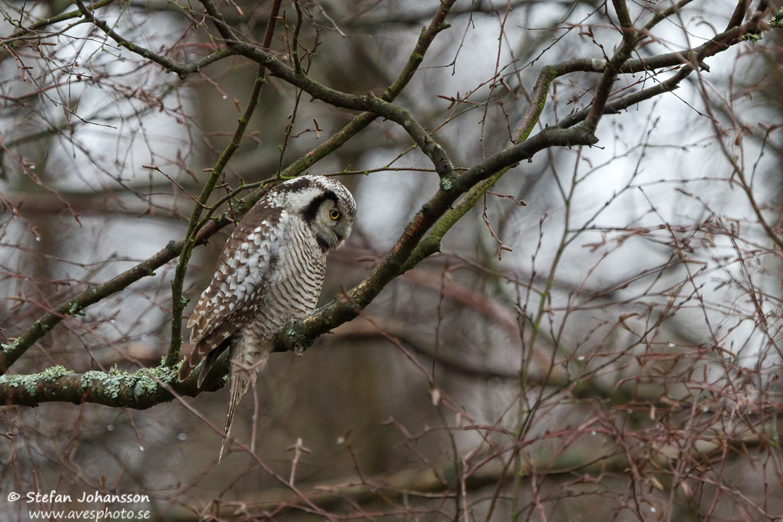 Hkuggla / Hawk Owl Surnia ulula 