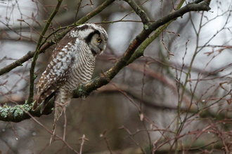 Hökuggla / Hawk Owl