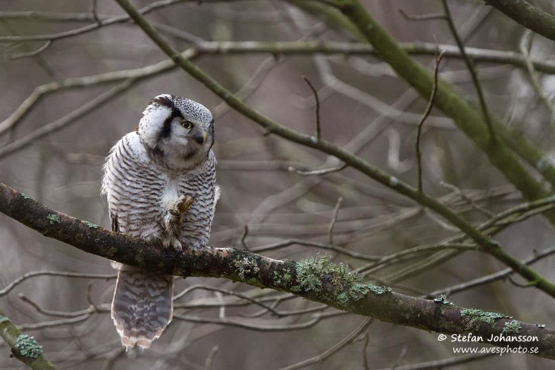 Hkuggla / Hawk Owl Surnia ulula 