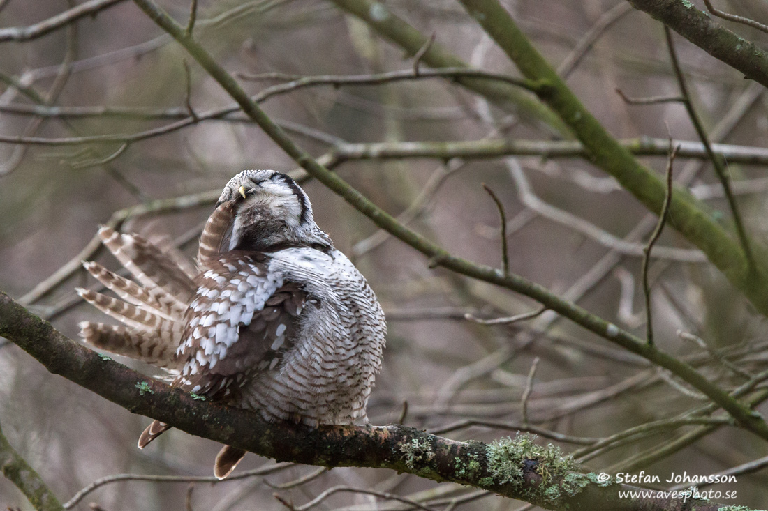 Hkuggla / Hawk Owl Surnia ulula 