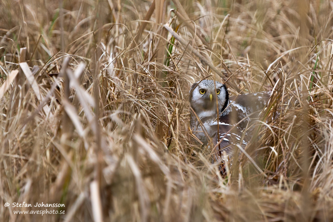 Hkuggla / Hawk Owl Surnia ulula 