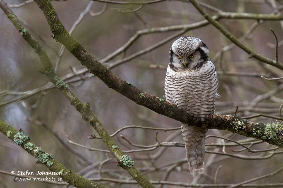 Hkuggla / Hawk Owl Surnia ulula 