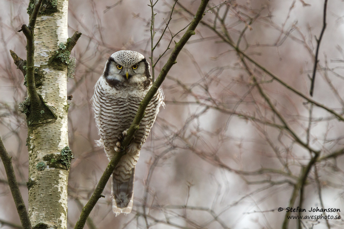 Hkuggla / Hawk Owl Surnia ulula 