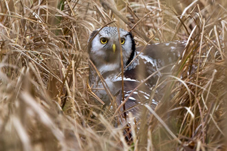 Hökuggla / Hawk Owl