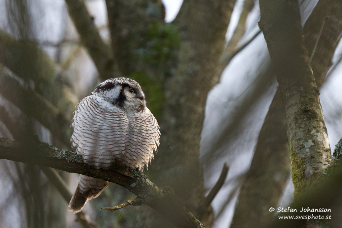 Hkuggla / Hawk Owl Surnia ulula 