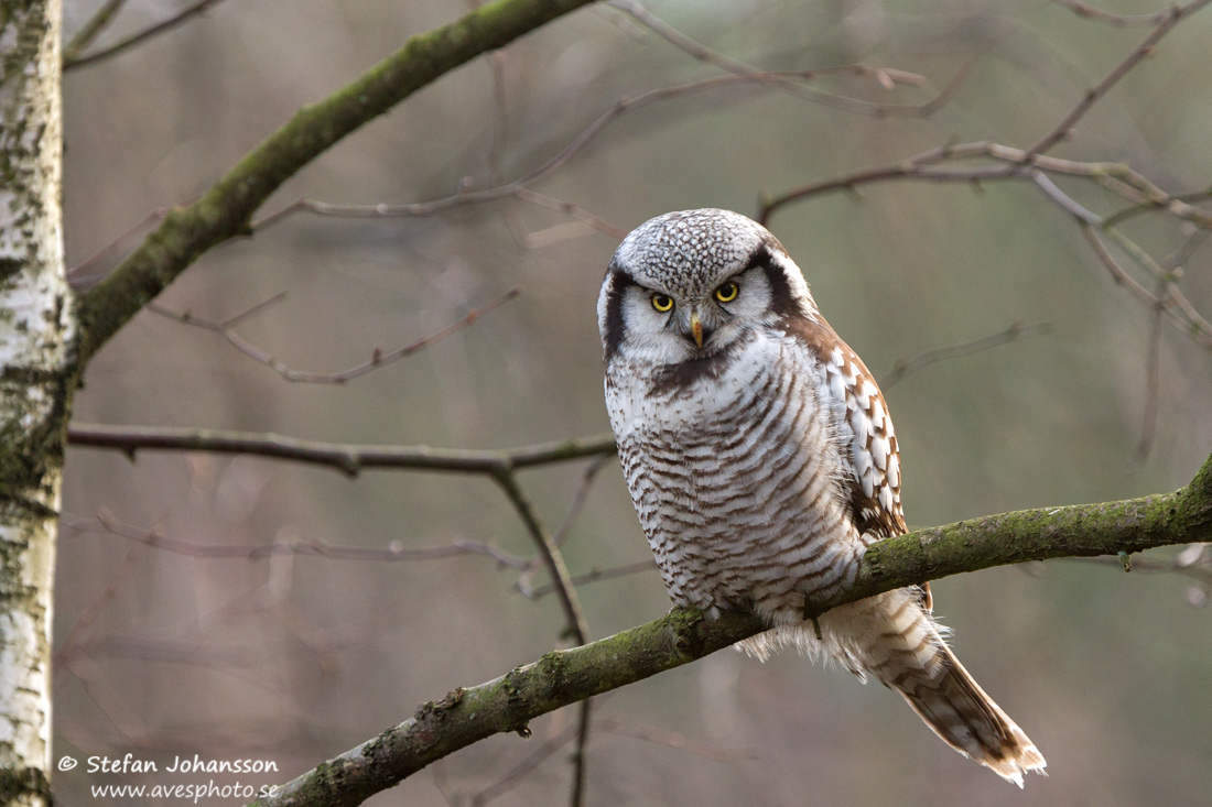 Hkuggla / Hawk Owl Surnia ulula 