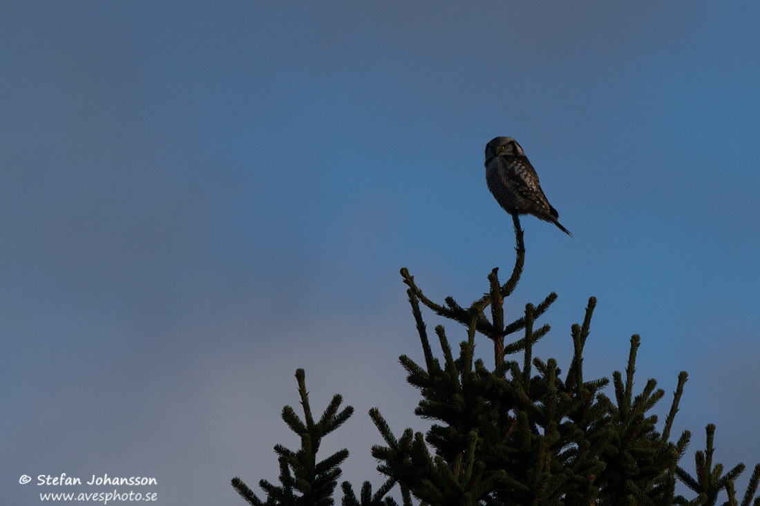 Hkuggla / Hawk Owl Surnia ulula 