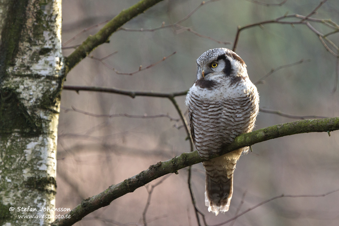 Hkuggla / Hawk Owl Surnia ulula 