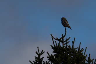 Hökuggla / Hawk Owl