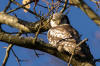 Hkuggla / Hawk Owl Surnia ulula 