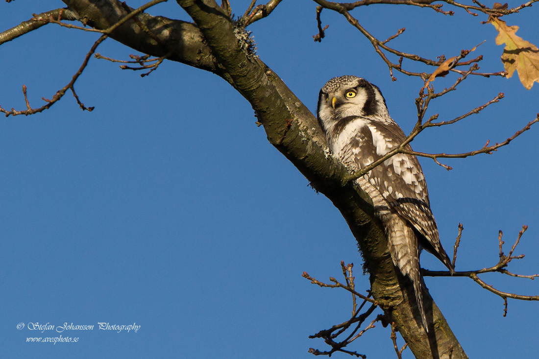 Hkuggla / Hawk Owl Surnia ulula 