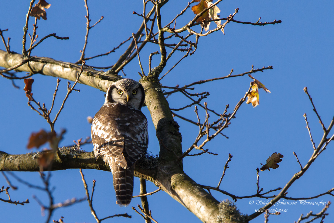 Hkuggla / Hawk Owl Surnia ulula 