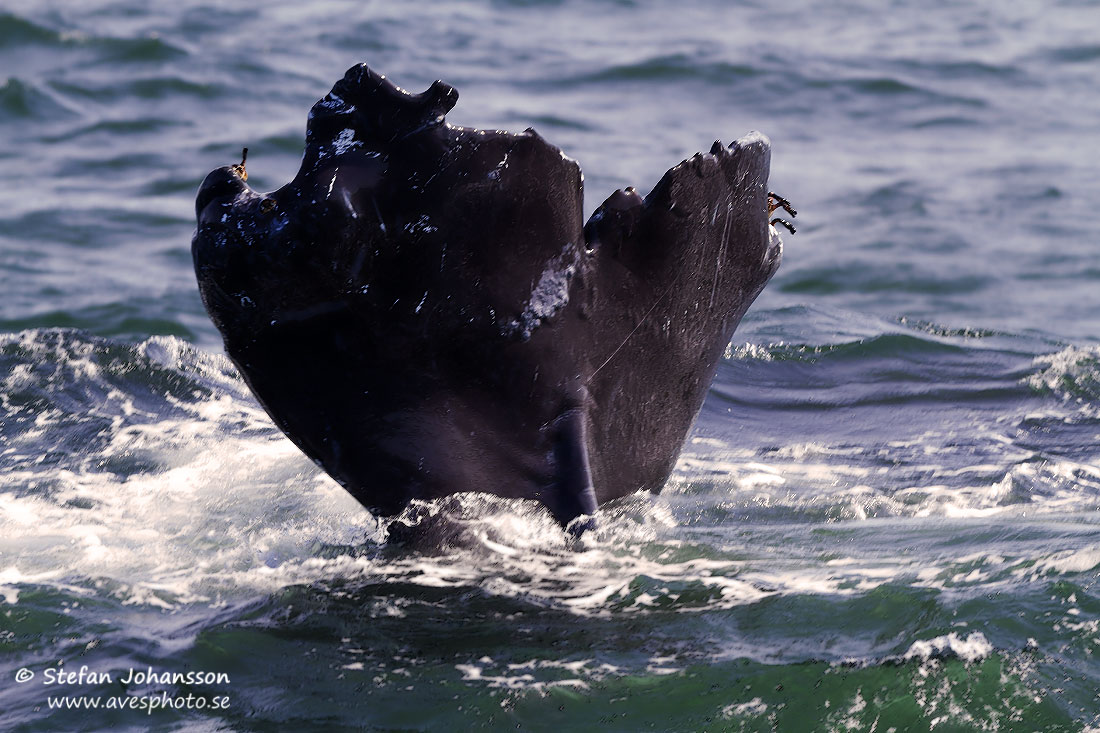 Knlval / Humpback Whale Megaptera novaeaqngliae