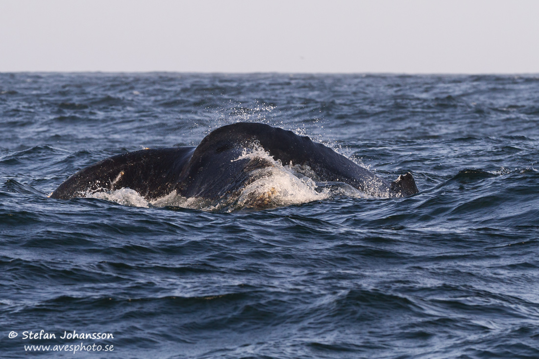 Knölval / Humpback Whale Megaptera novaeaqngliae
