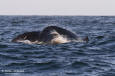 Knlval / Humpback Whale Megaptera novaeaqngliae