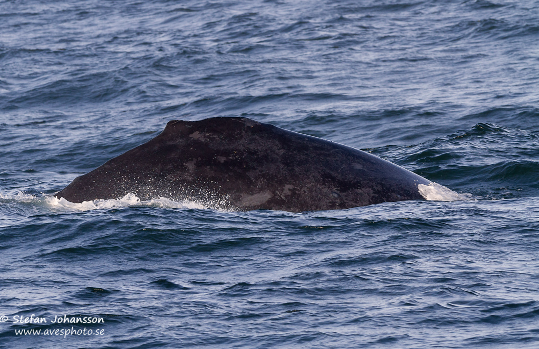 Knölval / Humpback Whale Megaptera novaeaqngliae