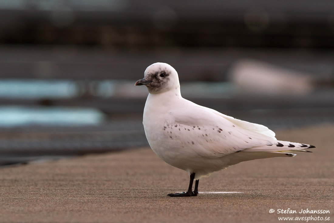 Isms / Ivory Gull Pagophila eburnea 