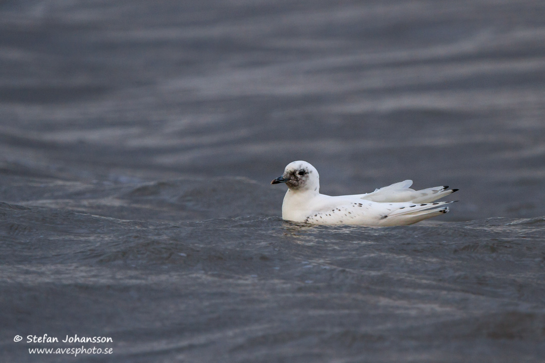 Isms / Ivory Gull Pagophila eburnea 