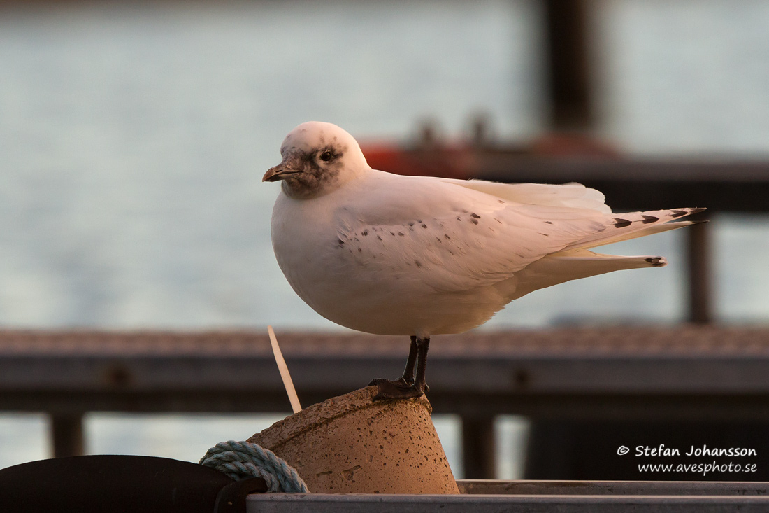 Isms / Ivory Gull Pagophila eburnea 