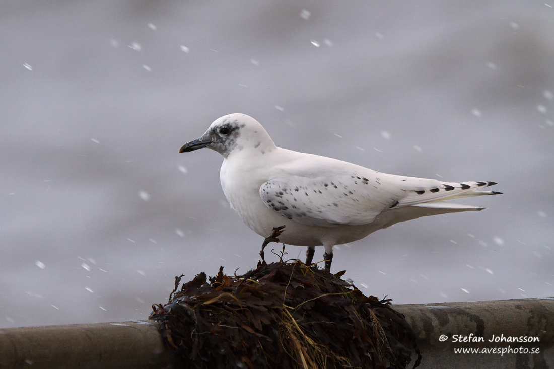 Isms / Ivory Gull Pagophila eburnea 