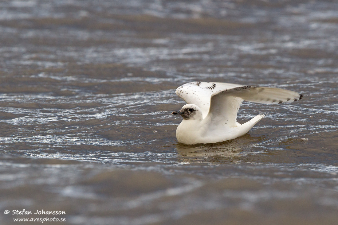 Isms / Ivory Gull Pagophila eburnea 