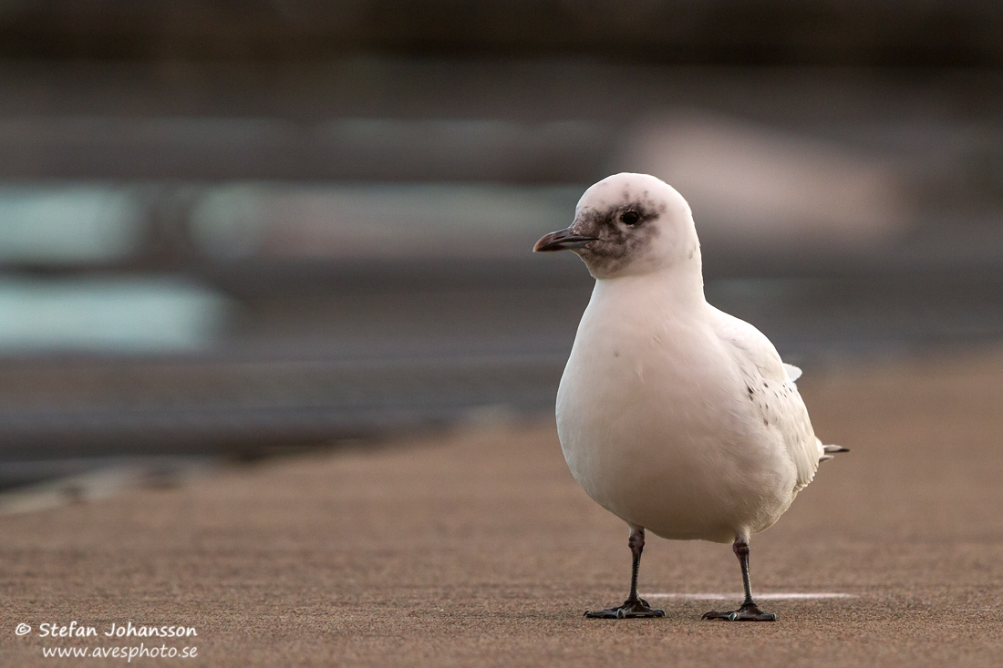 Isms / Ivory Gull Pagophila eburnea 