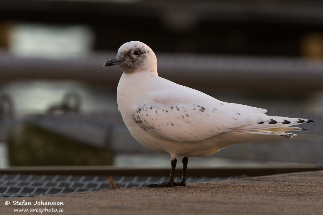 Isms / Ivory Gull Pagophila eburnea 