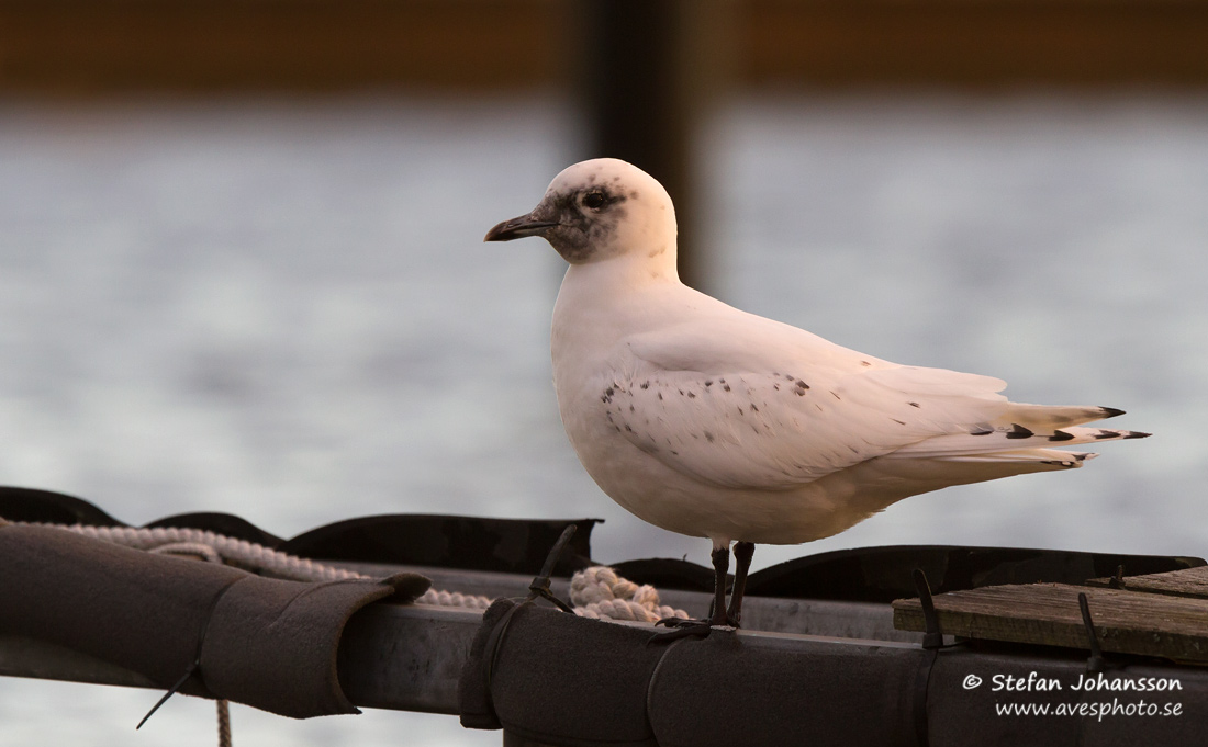 Isms / Ivory Gull Pagophila eburnea 