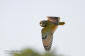 Jorduggla / Short-eared Owl Asio flammeus 