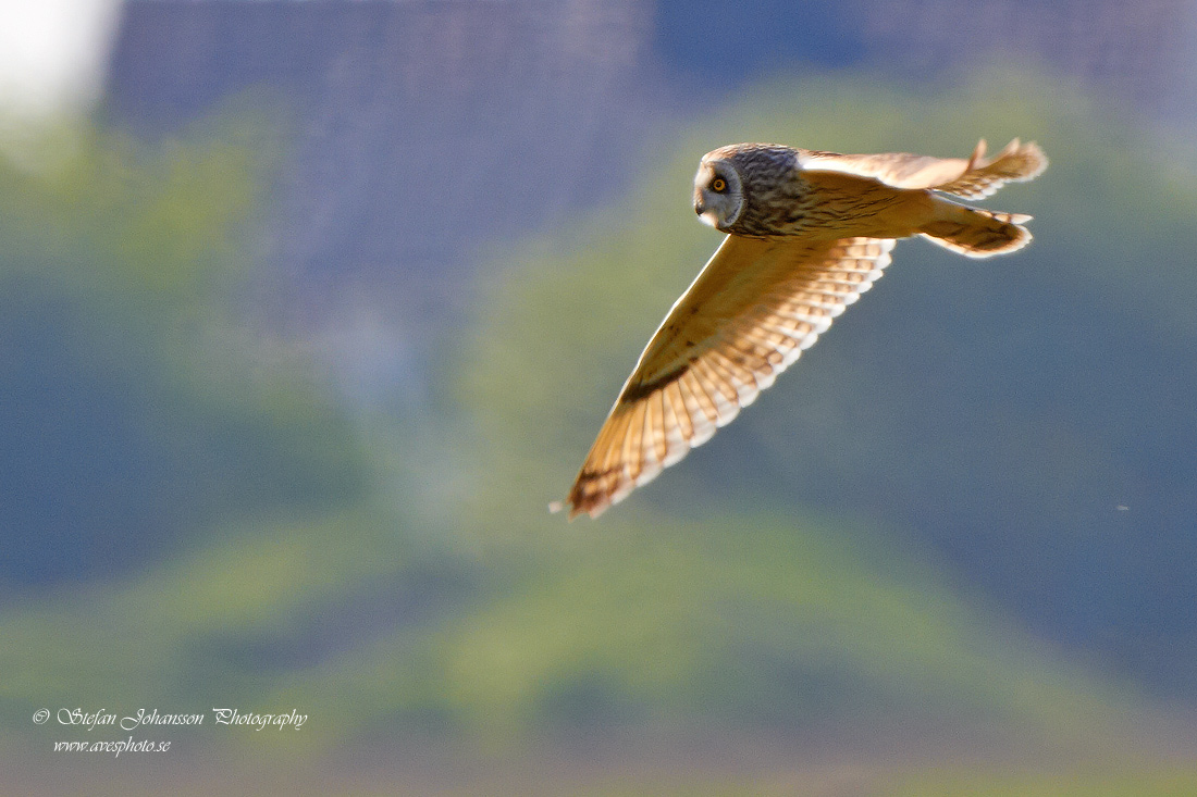 Jorduggla / Short-eared Owl Asio flammeus 