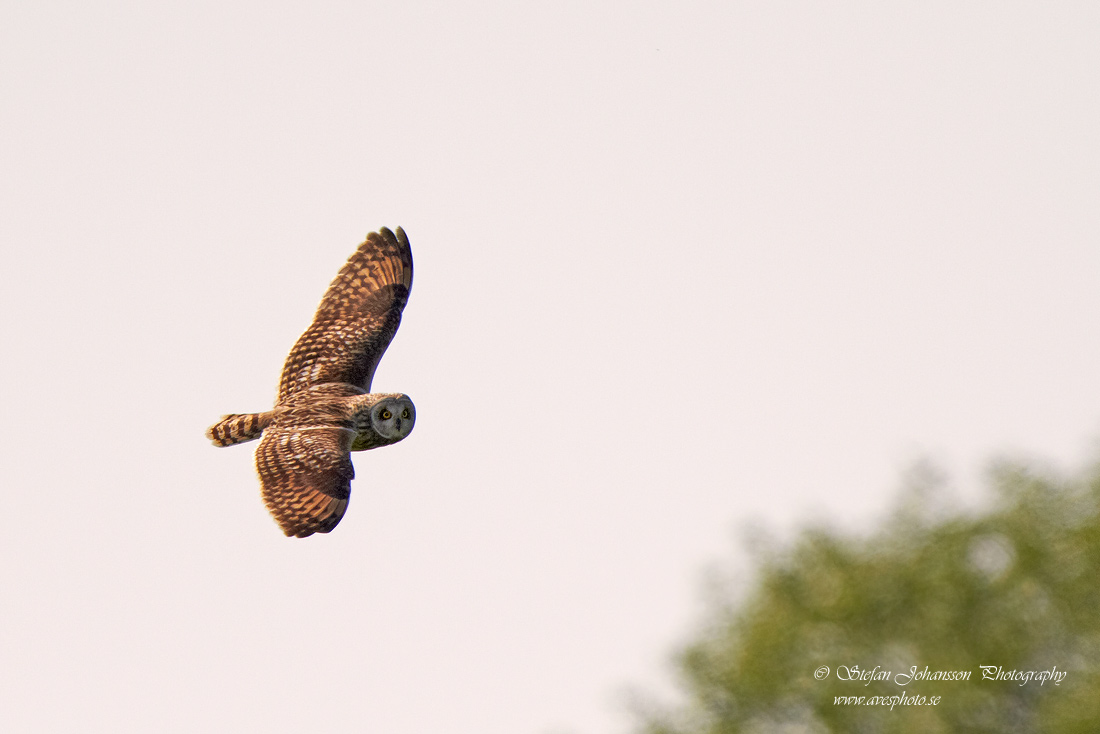 Jorduggla / Short-eared Owl Asio flammeus 