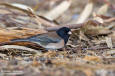 Dark-eyed Junco Junco hyemalis