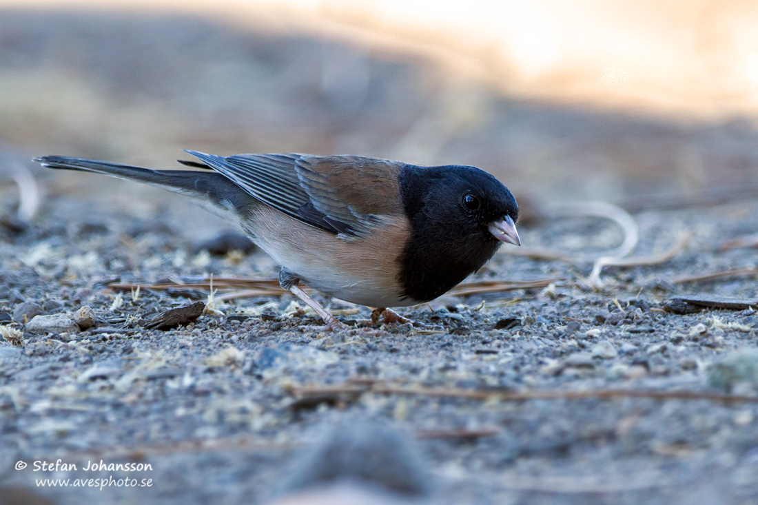 Dark-eyed Junco Junco hyemalis