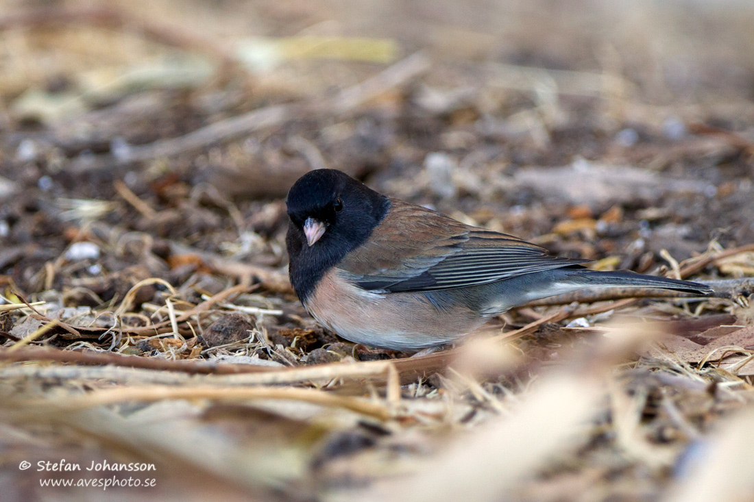 Dark-eyed Junco 