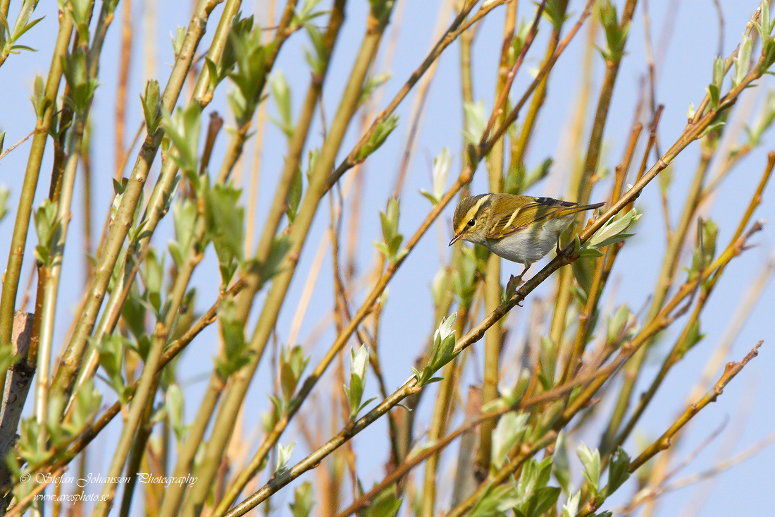 Kungsfgelsngare / Pallass Warbler Phylloscopus proregulus 