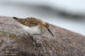 Krrsnppa / Dunlin Calidris alpina 